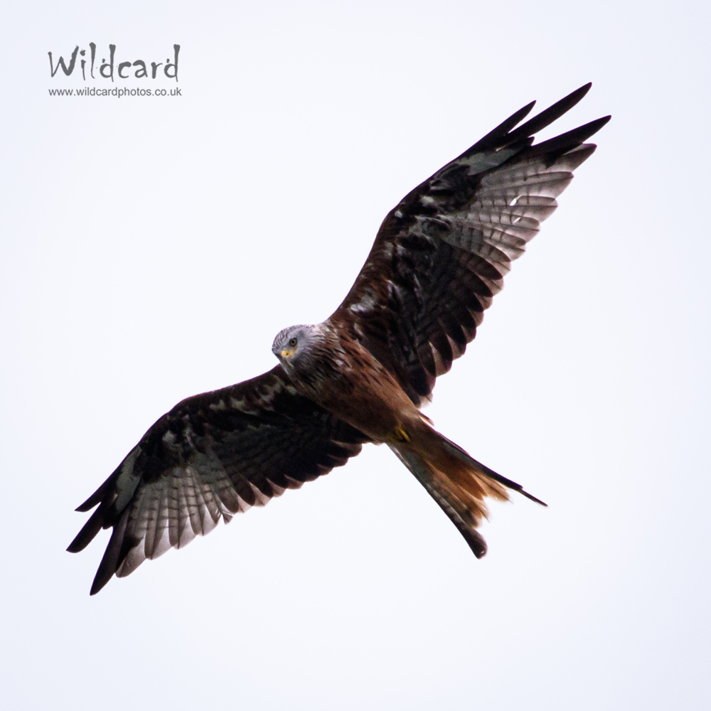 Bird Photography Portfolio Wildcard Photography Northampton
