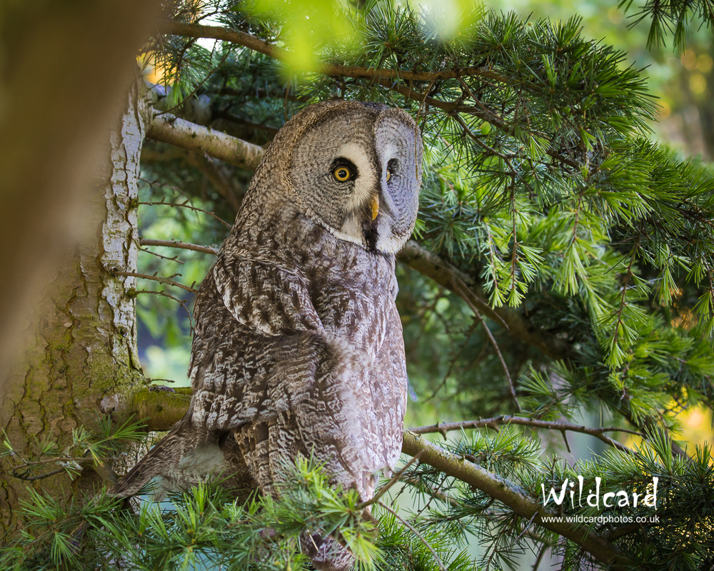 Bird Photography Portfolio Wildcard Photography Northampton