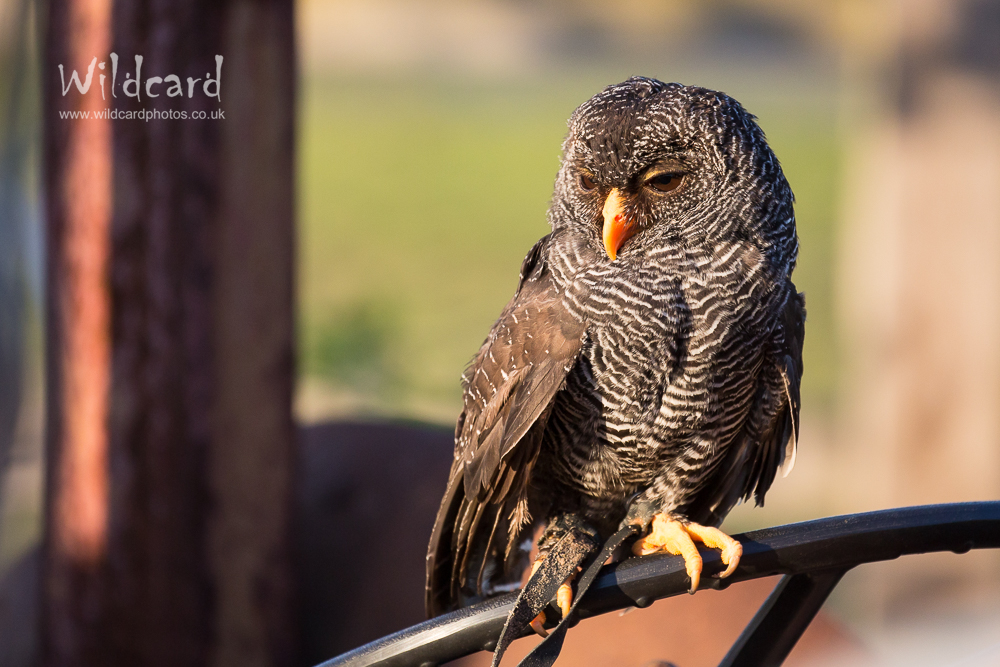 Bird Photography Portfolio Wildcard Photography Northampton