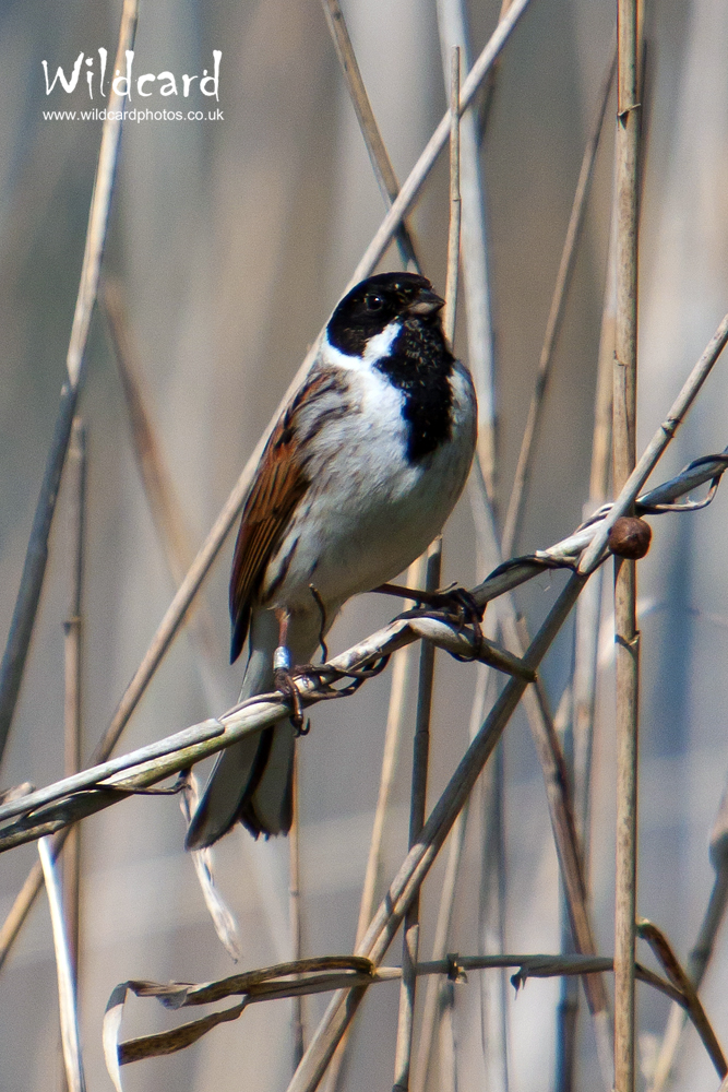 Bird Photography Portfolio Wildcard Photography