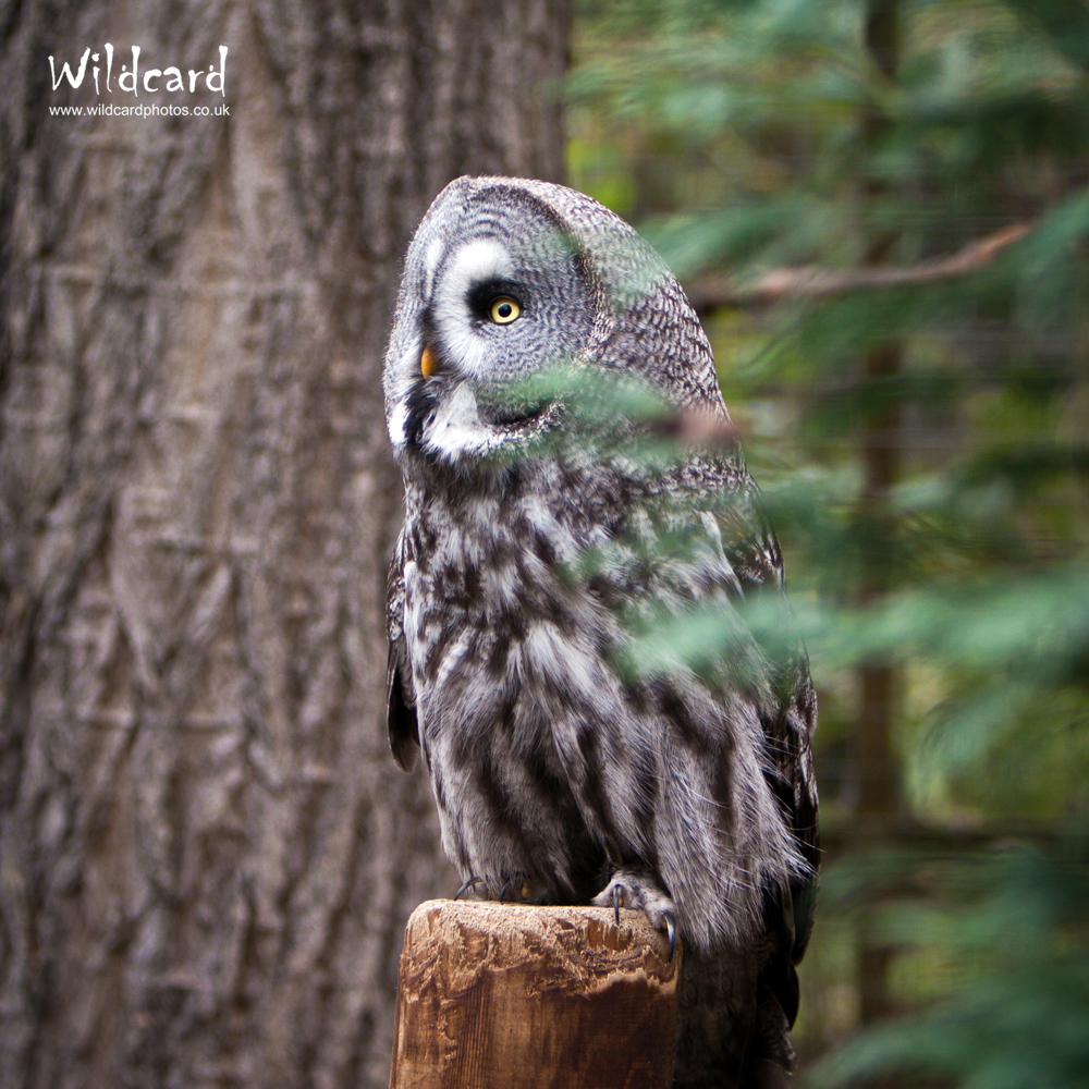 Bird Photography Portfolio Wildcard Photography Northampton